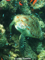 Was snorkelling when I spotted the turtle so dived down t... by Lesley Roberts 